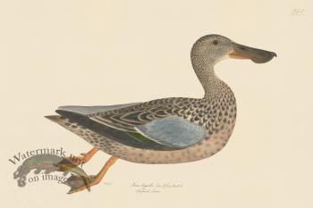 Rudbeck CFA 245 Shoveller